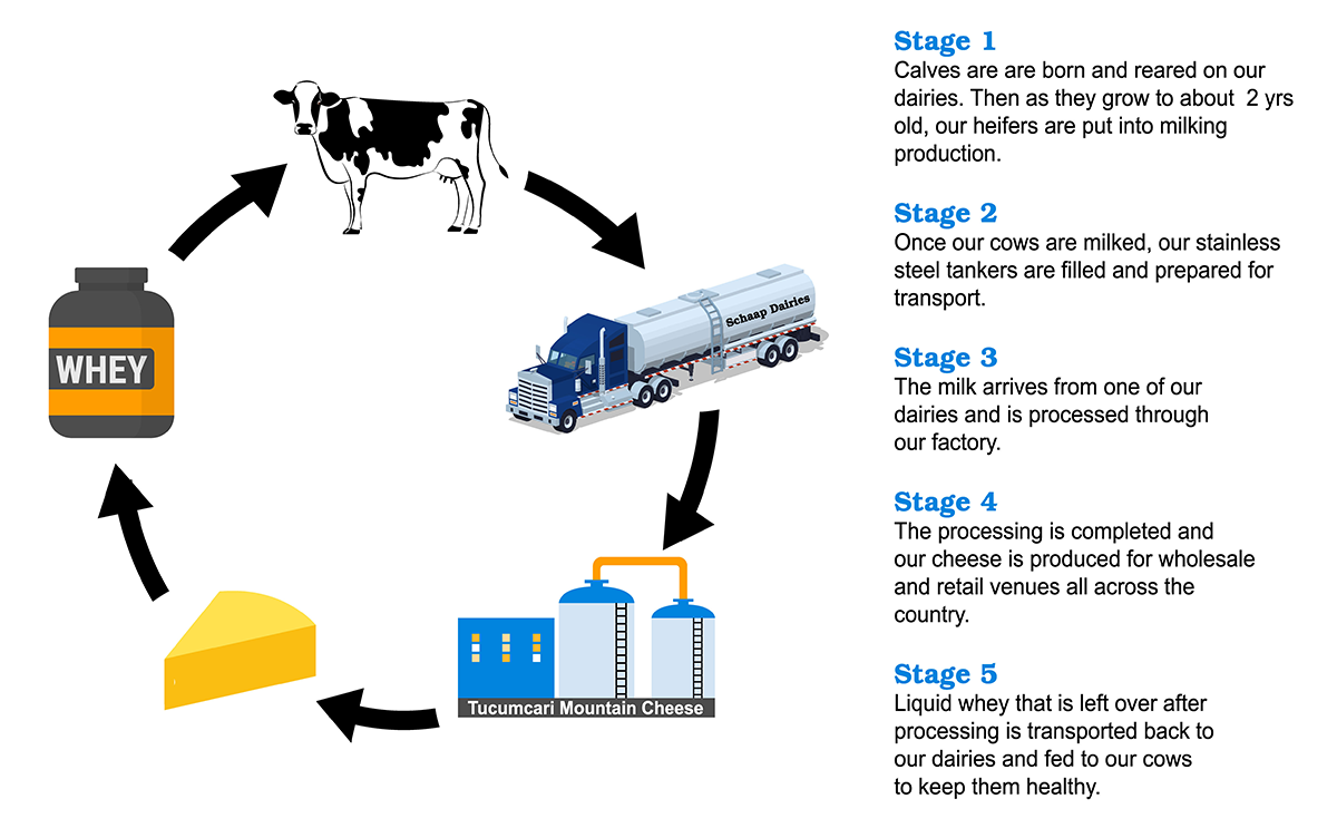 cycle of cheese production